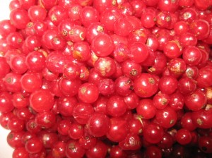 Red-Currant