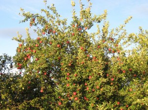 Red-Delicious-Apple-Tree-Fruit