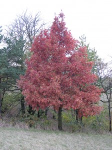 Red-Fall-White-Oak
