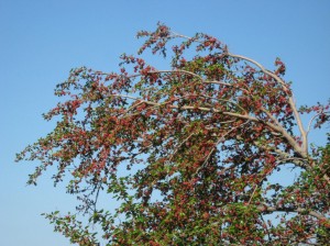 Red-Mulberries-Immature