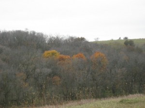 Red-Oak-Autumn-Colors