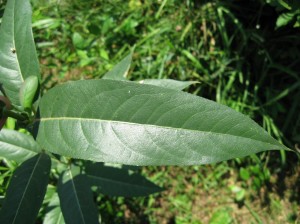 Salix-Lasiandra