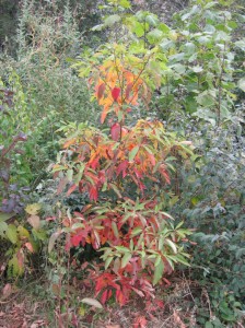 Sassafras-Fall-Color