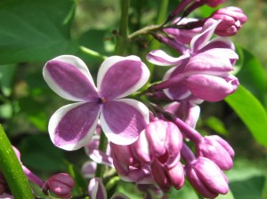 Sensation-Lilac-Flower