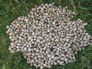 Shagbark-Hickory-Nut-Harvest