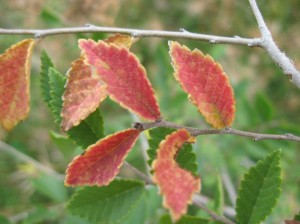 Siberian-Elm-Fall-Color