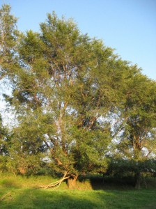Siberian-Elm-Tree-Form