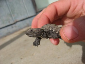 Snapping-Turtle-Baby