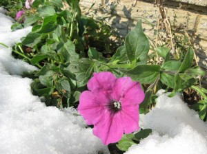 Snow-Petunia