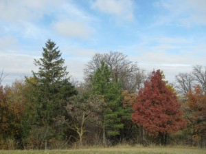 Spruce-Pine-White-Oak-Autumn