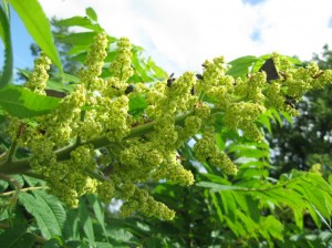 Staghorn-Sumac-Flowers-Insects