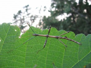 Stick-Insect