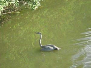Swimming-Great-Blue-Heron
