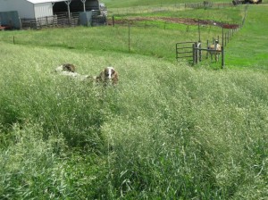 Tall-Brome-Grass-Goats