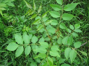 Toxicodendron-Vernicifluum-Leaves