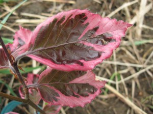 Tri-Color-Beech