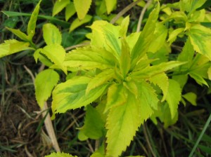 Variegated-Forsythia