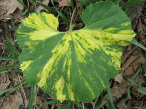 Variegated-Petasites