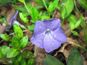 Variegated-Vinca