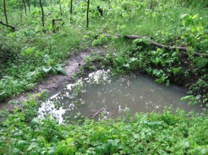 Vernal-Pond-Full-Flood