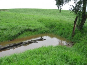 Vernal-Pond-Stopping-Heavy-Rainfall