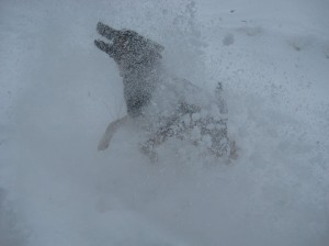 Vicious-Snow-Dog