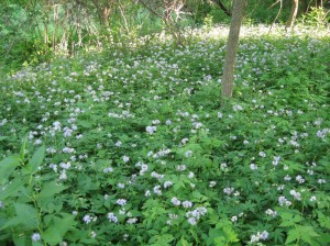 Virginia-Waterleaf-Flowering-Understory