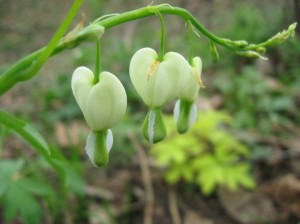 White-Bleeding-Heart