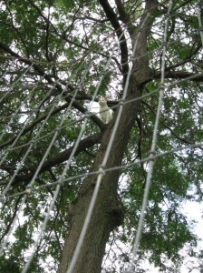 White-Cat-In-Tree