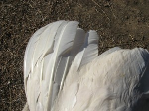 White-Guinea-Feathers