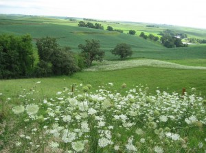 Wild-Carrot-Landscape