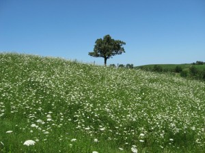 Wild-Carrots-Lone-Burr-Oak