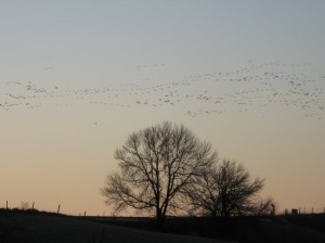 Wild-Geese-Sky-Line