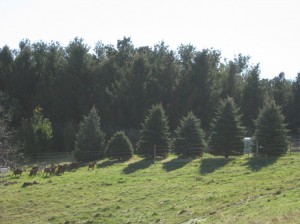 Windbreak-Goat-Pasture