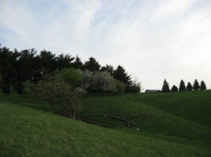 Windbreak-Orchard-View