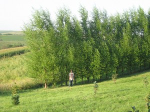 Windbreaks-Fast-Growing-Privacy-Screen