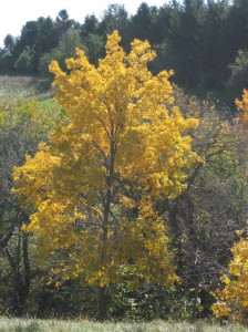 Yellow-Bitternut-Hickory-Fall