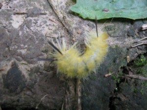 Yellow-Caterpillar