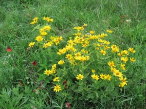 Yellow-Flower-Patch