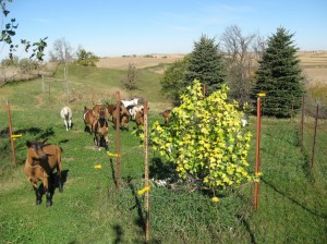 Yellow-Poplar-Pasture