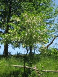 Young-Black-Locust-Flowering