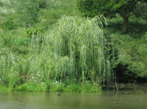 Young-Queens-Gold-Weeping-Hybrid-Willow