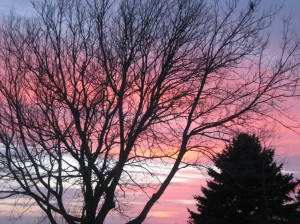 Hackberry-Pink-Clouds