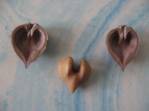 Heartnut-Valentines-Day