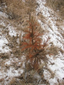 Japanese-Cedar