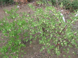 Honeyberry-Haskap-Flowers