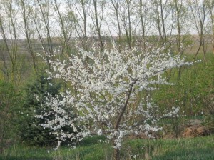 Japanese-Plum-Flowering