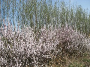 Nanking-Cherry-Blooming