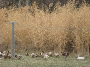 Rooster-Ducks