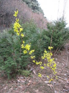 Vermont-Sun-Forsythia